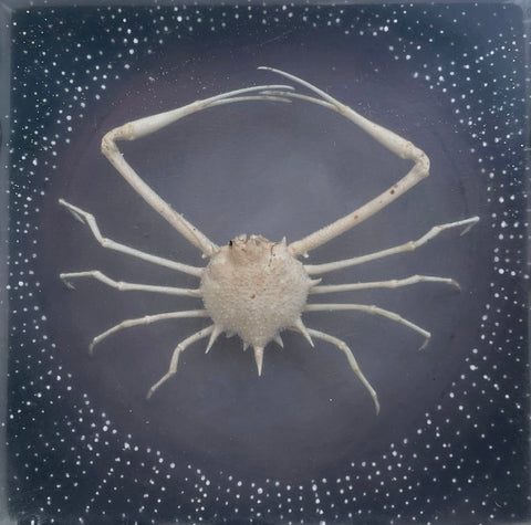 Spider Crab